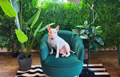 Dipper profile header v2