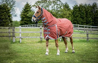 Horse in a field wearing a red coat